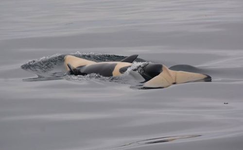adorable-orcas: keikoisbetterthanyou: Japanese orca calfPhoto source (x)  BABEH