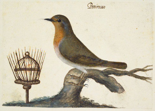 heartbeat-of-leafy-limbs: VINCENZO LEONARDI Pettirosso (European robin) [circa 1620-1630]