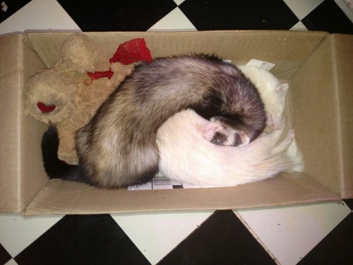 Rigby and Zero, the *not as long as snakes but still pretty long* dogs, taking a nap in a box with o