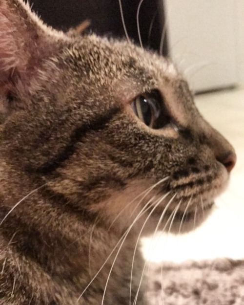 acciotardistohogwarts:Please look at these two.( @mostlycatsmostly )