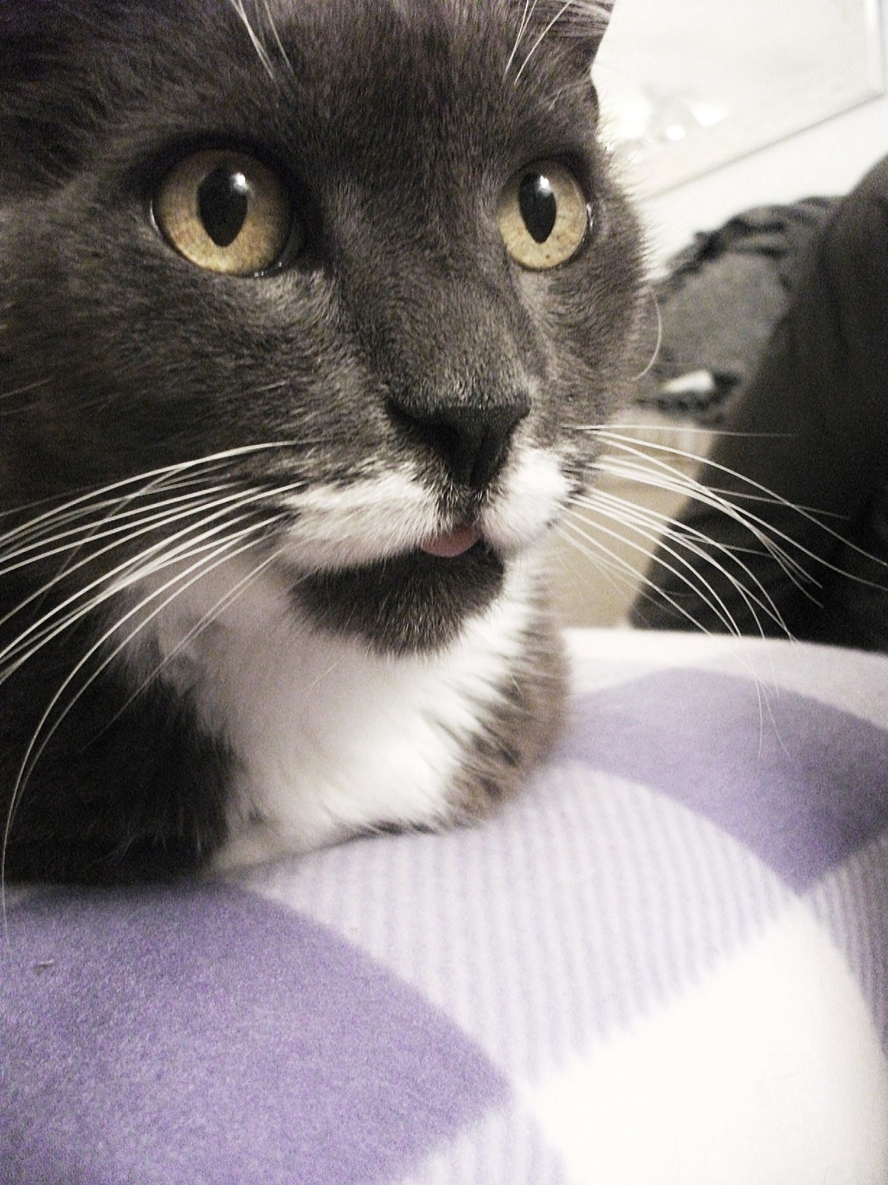goobino:  theonlyfreeurl:  taking care of this cat just now, cute  he has a lil white