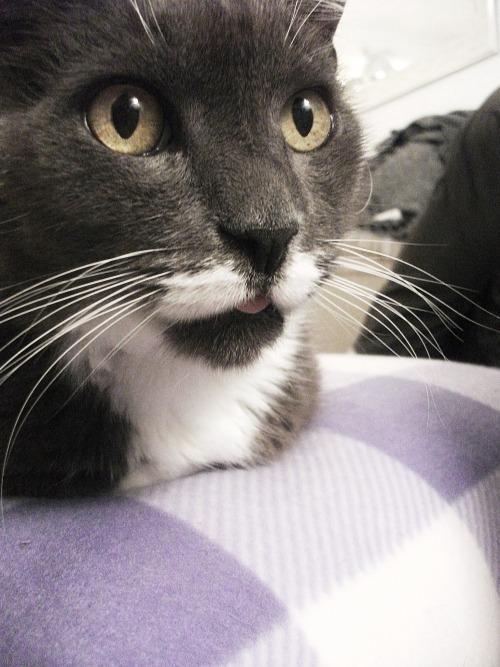 goobino:  theonlyfreeurl:  taking care of this cat just now, cute  he has a lil white mustache i am dying 