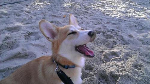 omelettethecorgi:  *dig dig dig*“Hey Omelette what did you find in there?”“Sand!” 