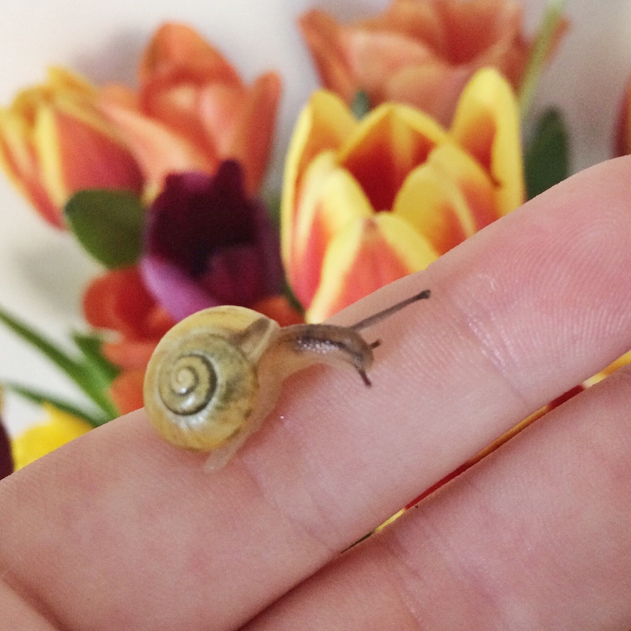fkahlos:  i made a lil friend the other week