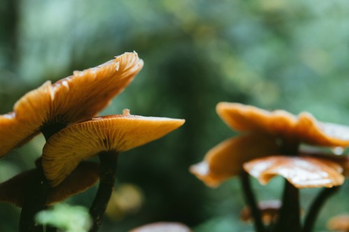 blaster-miraculous:  greenmountainwitch:  Honey mushrooms   I heard these are good on burgers, I think