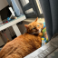 buffetpallascat