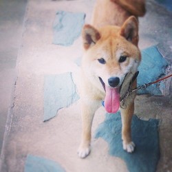 oyazeee:  #shibainu  #japanDOG #柴犬