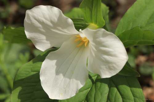 In honor of fishdetective, yet another barrage of tiny flower close-ups - courtesy of the 