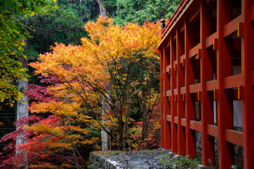Flaming autumn trees in mount Hiei, by Prado