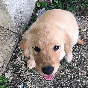 Puppy Stimboard ▼⁠・⁠ᴥ⁠・⁠▼