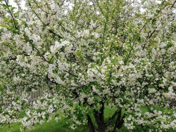 jockprivilege: I love flowering trees…..