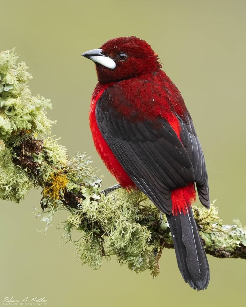 Photo by @robinmettler3 Crimson -backed Tanager (Ramphocelus dimidiatus) This species is quite commo