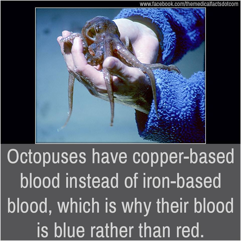 Weird Science Facts — Octopus blood is blue because of copper…
