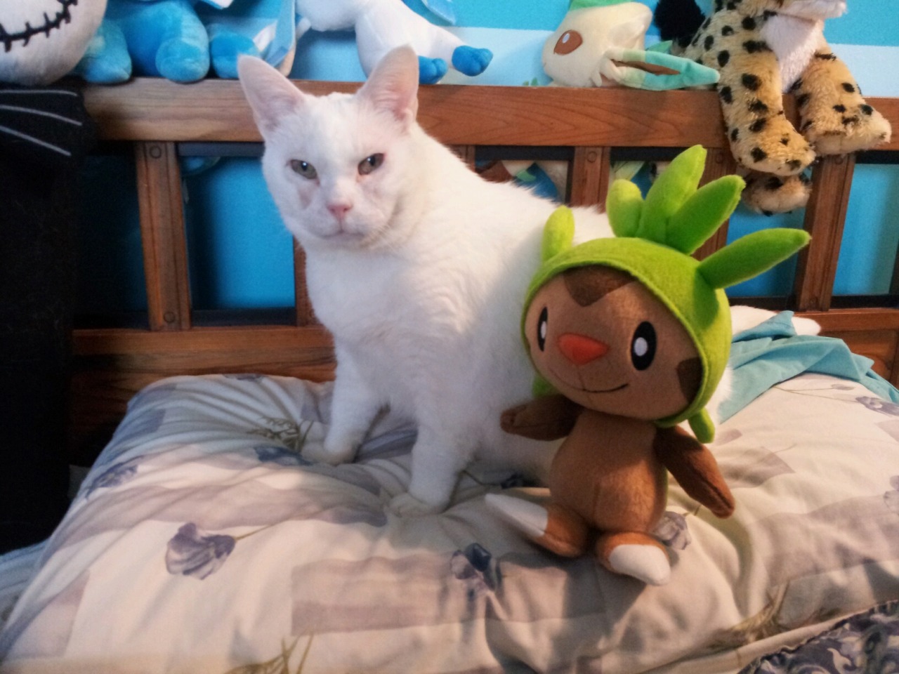 pokemonpalooza:  Just in case you have had a bad day and need photos of a cat cuddling