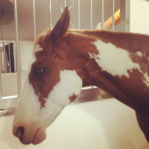 The paint horse in the @Cavalia stables #Singapore after the performance. (at Marina Bay Sands)
