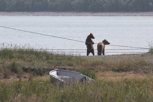 highways-are-liminal-spaces: The Brown Bears of Brooks Falls, Katmai National Park, Alaska (part II)