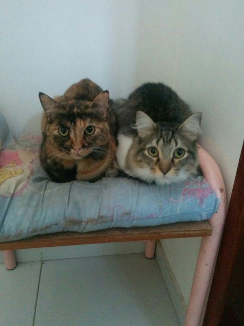 2 loaves of bread