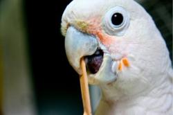 neurosciencestuff:  Cockatoos pick up tool