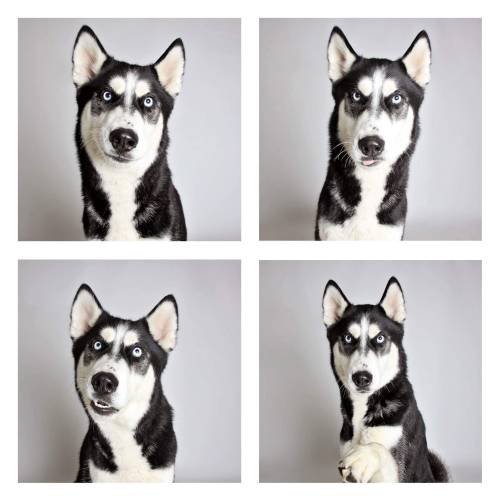blazepress:  This dog has sass.