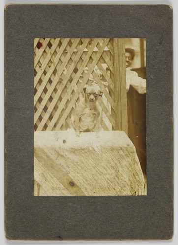 Photographic print of a dog, early 20th century, Smithsonian: National Museum of African American Hi