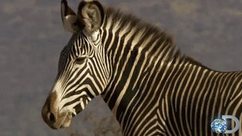 Porn discovery:  Grevy’s zebras battle to separate photos
