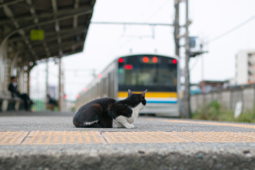 minuga-hana:Cat station - Ogimachi Station (Tsurumi Line), Kawasaki, Kanagawaあーかいかいかいかい  by  Ogiyo