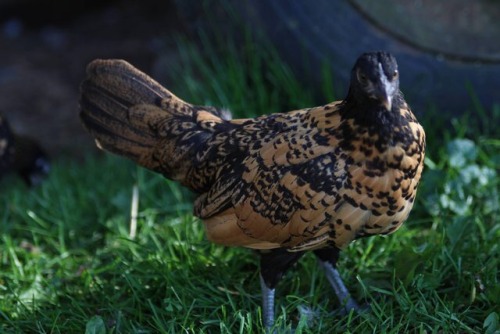 tinysaurus-rex:Thoughts on breed and color? We were thinking easter egger. She’s a lovely lady whate