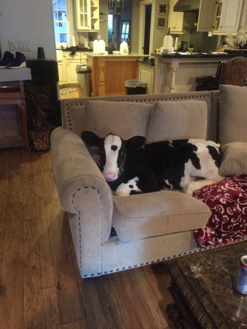 dreamy-goth:Look at this cute ass cow