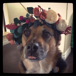 awwww-cute:  My baby girl wearing a crown