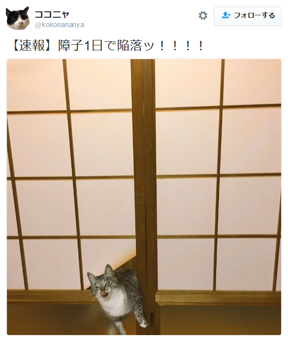 highlandvalley:  ココニャさんのツイート: “【速報】障子1日で陥落ッ！！！！