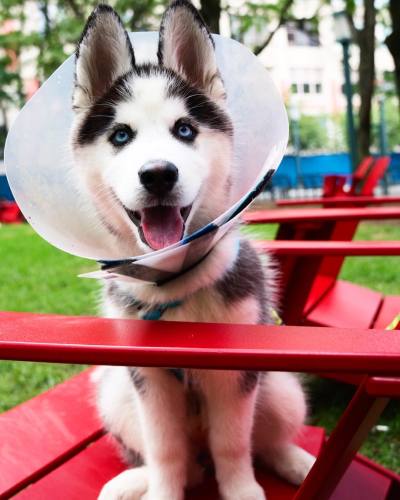 Name: Skylie
Breed : Siberian Husky
Age: 16 Weeks
Neighborhoods : Downtown Brooklyn, NY
Favorite food: Apples and Cheerios
Favorite park or play area: Bear Mountain State Park
Favorite spot to nap or chill: Big Bean Bag
Why did they get the cone?...
