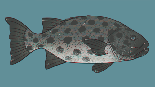 Giant black sea bass