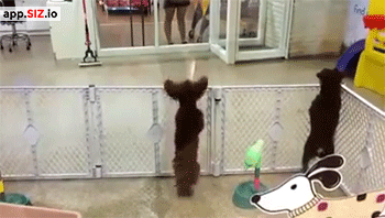 dom-wolfy:  When Littles see their Daddy walk in.