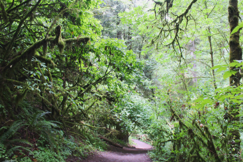 bright-witch: ◈ Pacific Northwest photography by Michelle N.W. ◈ ◈ Print Shop ◈ Blog ◈ Flickr ◈ ◈ Pl