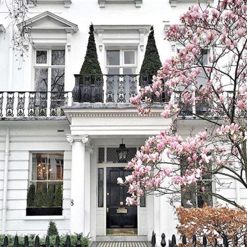 #Springhassprung #Magnolia ryankorbanRyan Korban