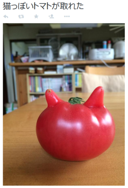 tkr:  アベさんはTwitterを使っています: “猫っぽいトマトが取れた http://t.co/HPiuElbcSv”