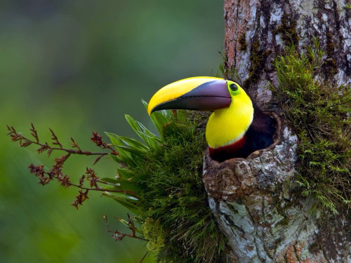 cuteness–overload:A Toucan in a TreeSource: bit.ly/2BBP6ra