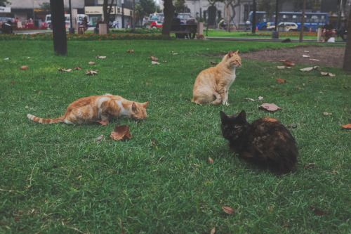 alanjamesart:okay here’s the last of my pictures from the lima cat park