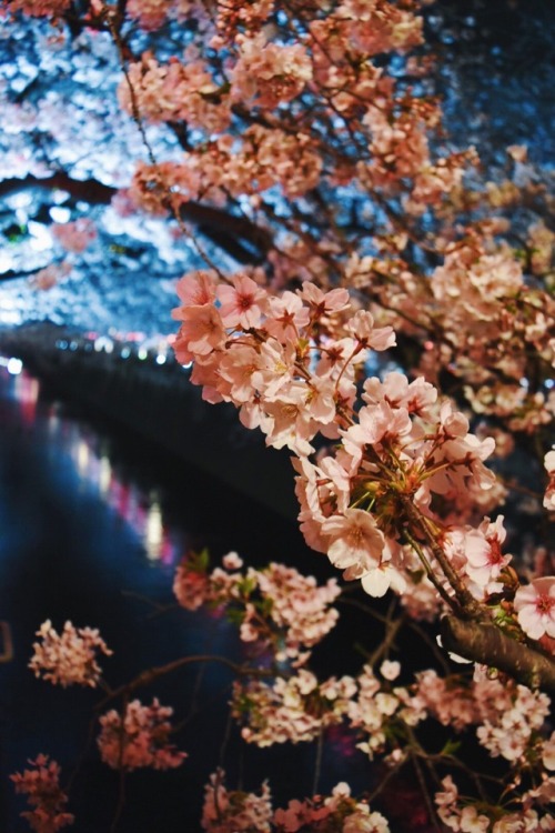 tokyogems: beautiful night view of cherry blossoms at meguro river. 目黒川桜祭り。vlog