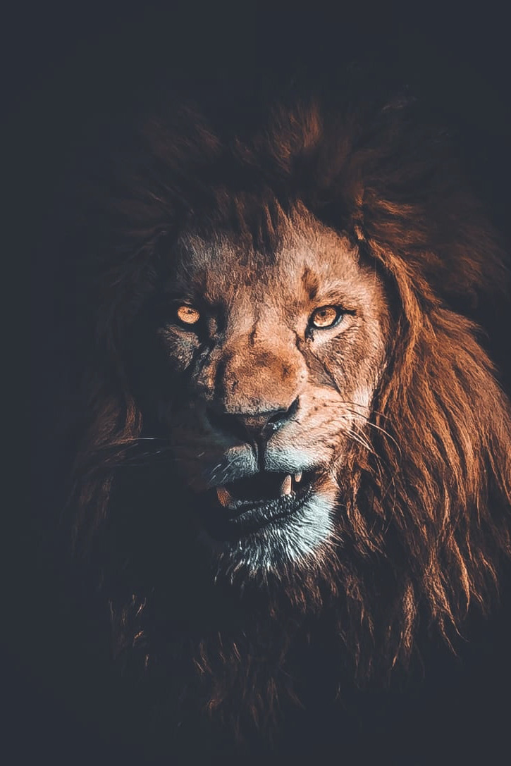 lions on Tumblr: can you hear him roar? | _marcelsiebert