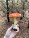 kitten-tailss2:Spent the day in the forest