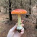 kitten-tailss2:Spent the day in the forest