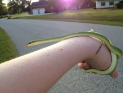 punkyprincex:  I made a snake friend while I was out on a walk 