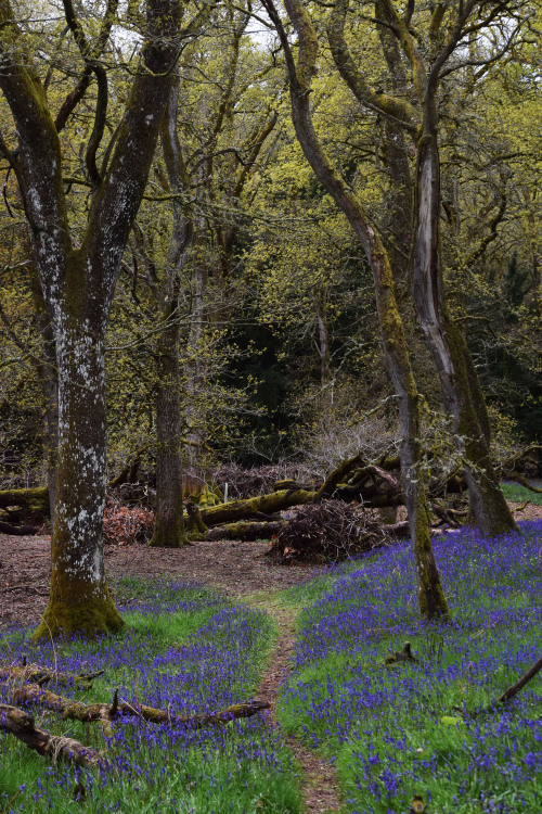 Kinclaven Bluebell Wood, Perthshire, ScotlandIt was quite a delight to walk through these woods and 