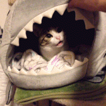 sofunnygifs:  My cat is ready for shark week! More Hilarious Gifs