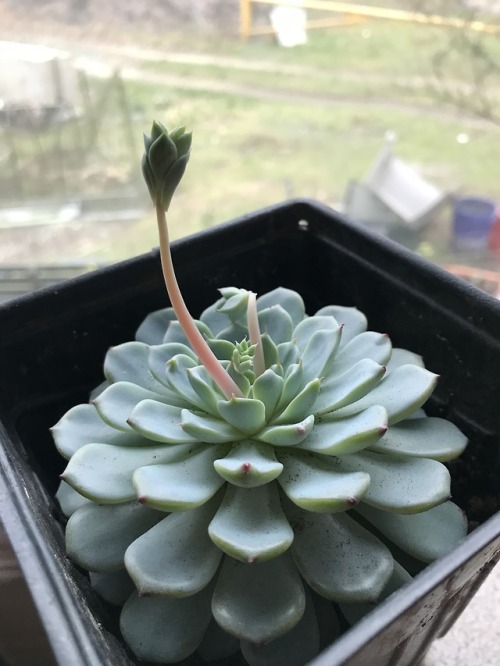 My baby’s bloomin ✨