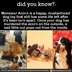 did-you-kno:Monsieur Acorn is a happy, mustachioed