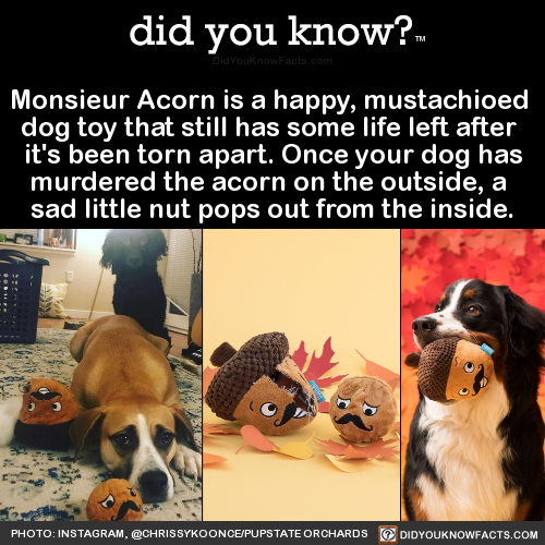 did-you-kno:Monsieur Acorn is a happy, mustachioed adult photos