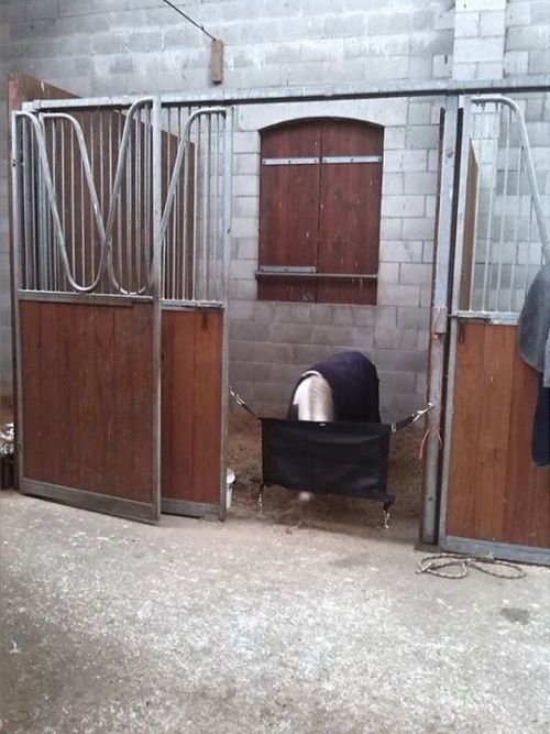 alohamaura:  She needs to be boxed during the day and was too small to see over the normal-sized hor