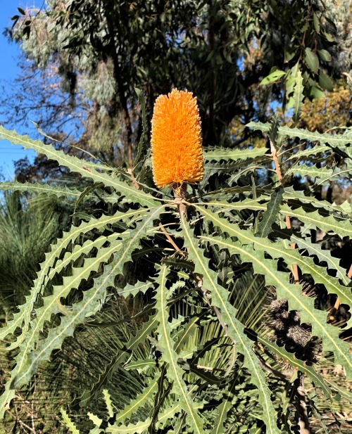 ruthbancroftgarden:Banksia ashbyiBanksias are Australian members of the Protea Family, and many of t